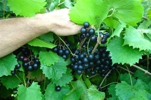 NOBLE  Muscadine (1 Gallon Container/Trade Gallon)