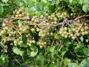 SCUPPERNONG (bare root)