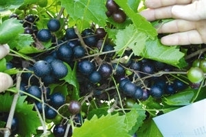 SOUTHLAND Muscadine (1 Gallon Container/Trade Gallon)