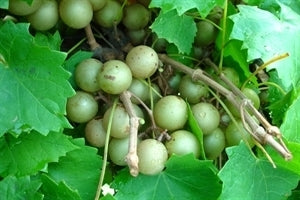 STERLING Muscadine (1 Gallon Container/Trade Gallon)