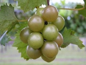 TRIUMPH Muscadine (1 Gallon Container/Trade Gallon)