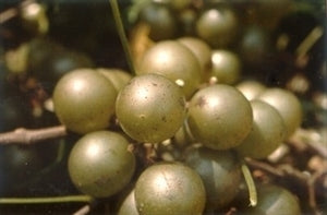 WELDER Muscadine (1 Gallon Container/Trade Gallon)