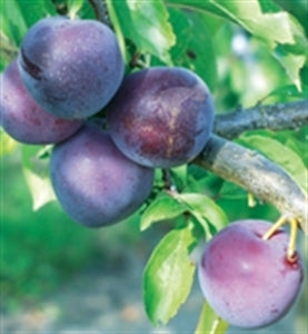 METHLEY Plum (bare root)