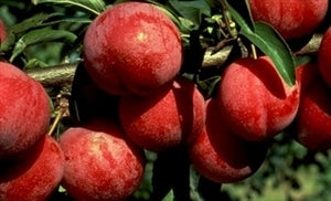 OZARK PREMIER Plum (bare root)