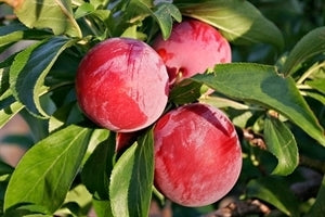 SANTA ROSA Plum (bare root)