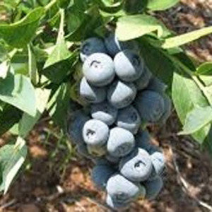 KREWER™ Blueberry (1 Gallon Container/Trade Gallon)