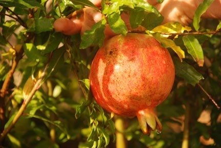 Salavatski Pomegranate (1 Gallon Container/Trade Gallon)