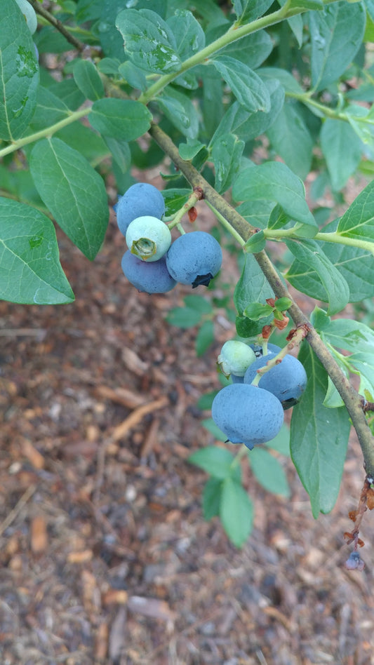 DELITE Blueberry (1 Gallon Container/Trade Gallon)