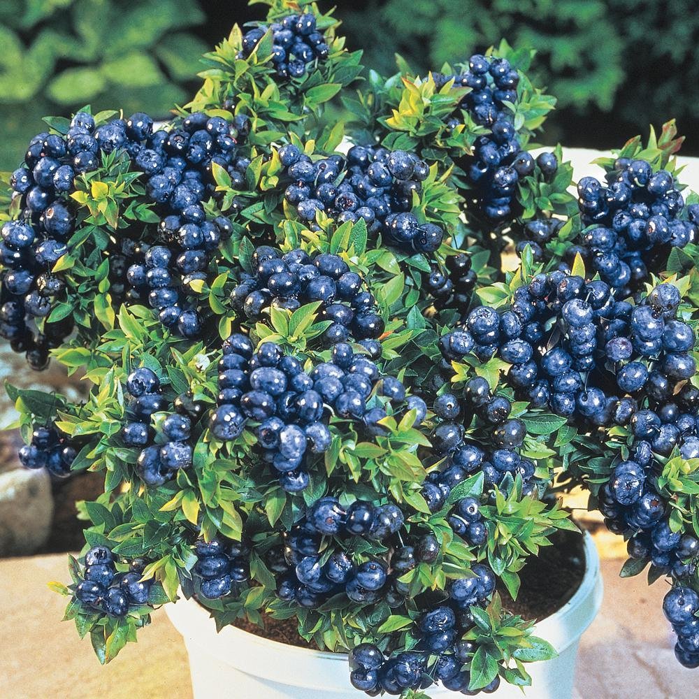 Low Bush Blueberries