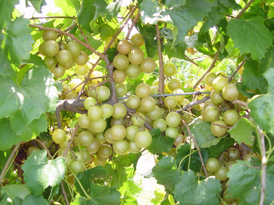HALL™ Muscadine (1 Gallon Container/Trade Gallon)