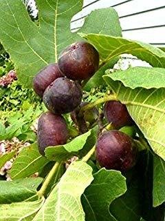 CHICAGO HARDY (1 Gallon Container/Trade Gallon)