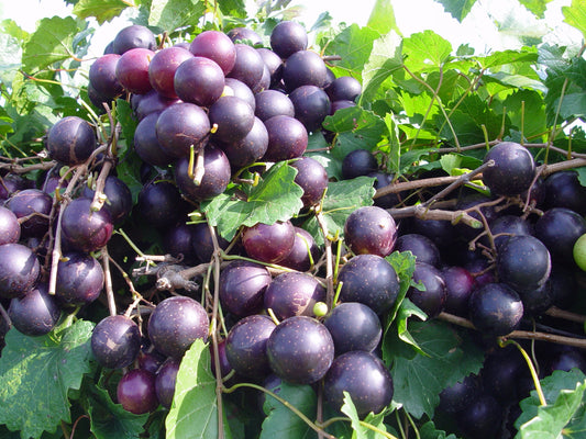 PAULK™ Muscadine (1 Gallon Container/Trade Gallon) Patented 'Ga. 6-2-26' PPAF