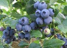 BALDWIN Blueberry (3 Gallon Container)